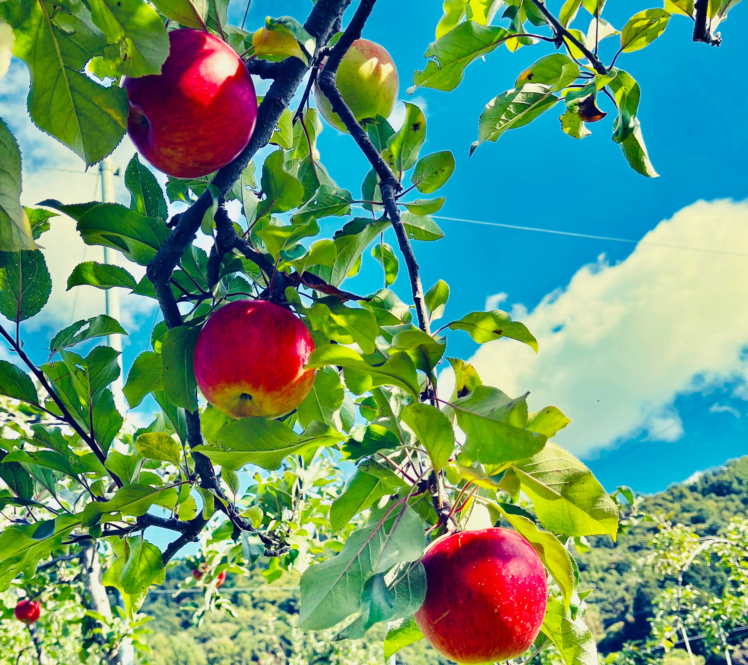 ファームヤナギサワ大町市のりんごの木